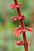 SALVIA CONFERTIFLORA