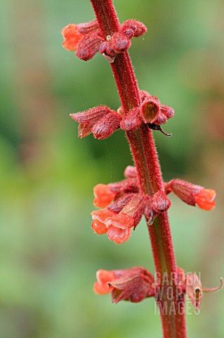 SALVIA_CONFERTIFLORA