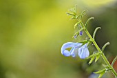 SALVIA PATENS CAMBRIDGE BLUE