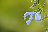 SALVIA PATENS CAMBRIDGE BLUE