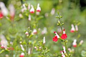 SALVIA MACROPHYLLA HOTLIPS