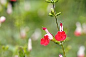 SALVIA MACROPHYLLA HOTLIPS