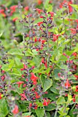 SALVIA COCCINEA FOREST FIRE