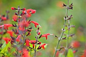 SALVIA COCCINEA FOREST FIRE