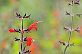 SALVIA COCCINEA FOREST FIRE