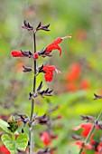 SALVIA COCCINEA FOREST FIRE