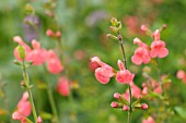 SALVIA GREGGI PEACH