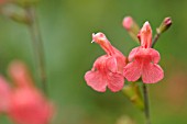 SALVIA GREGGI PEACH