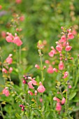 SALVIA GREGGI PEACH