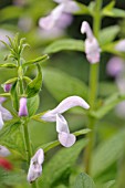 SALVIA PATENS PINK ICE