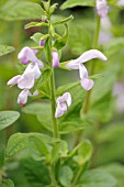 SALVIA PATENS PINK ICE