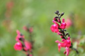 SALVIA MICROPHYLLA CV