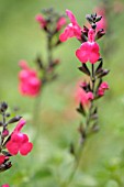 SALVIA MICROPHYLLA CV