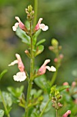 SALVIA JAMENSIS SIERRA SAN ANTONIO