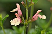 SALVIA JAMENSIS SIERRA SAN ANTONIO