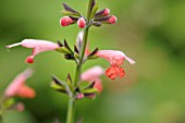 SALVIA COCCINEA BRENTHURST