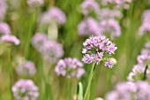 ALLIUM SENESCENS