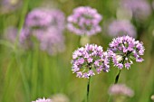 ALLIUM SENESCENS