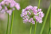 ALLIUM SENESCENS