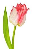 FEATHERED TULIP