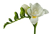 WHITE FREESIA