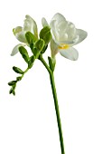 WHITE FREESIA