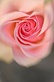 PINK ROSE CLOSE UP