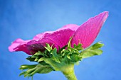 MAGENTA ANEMONE CORONARIA ON A BLUE BACKGROUND