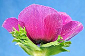 MAGENTA ANEMONE CORONARIA ON A BLUE BACKGROUND