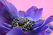 BLUE ANEMONE CORONARIA ON A PINK BACKGROUND