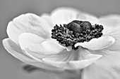 ANEMONE CORONARIA IN BLACK AND WHITE