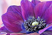 ANEMONE CORONARIA ON PINKISH BACKGROUND