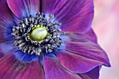 ANEMONE CORONARIA ON PINK BACKGROUND