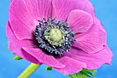 MAGENTA PINK ANEMONE CORONARIA ON A BLUE BACKGROUND