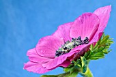 MAGENTA PINK ANEMONE CORONARIA ON A BLUE BACKGROUND