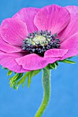 MAGENTA PINK ANEMONE CORONARIA ON A BLUE BACKGROUND