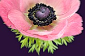 PINK ANEMONE CORONARIA ON A PURPLE BACKGROUND