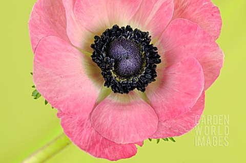 PINK_ANEMONE_CORONARIA_ON_A_LIME_GREEN_BACKGROUND