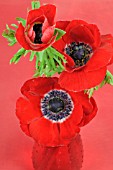 RED ANEMONE CORONARIA IN A RED VASE