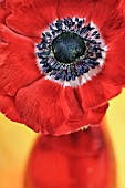 RED ANEMONE IN RED VASE