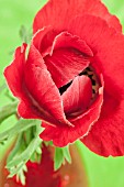 RED ANEMONE CORONARIA IN A RED VASE