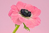 PINK ANEMONE CORONARIA ON A PINK BACKGROUND