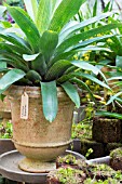 VRIESEA GIGANTEA IN GLASS HOUSE