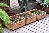 SEEDLINGS IN WOODEN CRATES