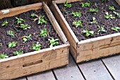 SEEDLINGS IN WOODEN CRATES