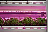 MODERN NURSERY TECHNIQUES: BASIL GROWING IN THE DARK, WITH TINY RED AND BLUE LED LIGHTS