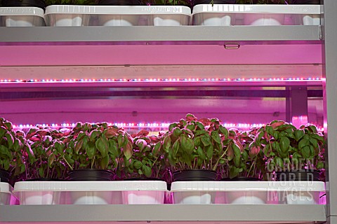 MODERN_NURSERY_TECHNIQUES_BASIL_GROWING_IN_THE_DARK_WITH_TINY_RED_AND_BLUE_LED_LIGHTS
