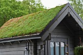 SUCCULENT GREEN ROOFING ON A GARDEN SHED