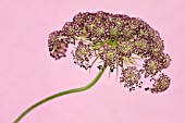 DEEP RED CULTIVAR OF THE WILD CARROT (DAUCUS CAROTA) ON PINK BACKGROUND
