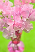 PINK LATHYRUS ODORATUS IN A PINK VASE